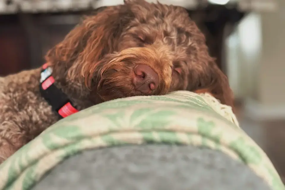 Dog resting during travel