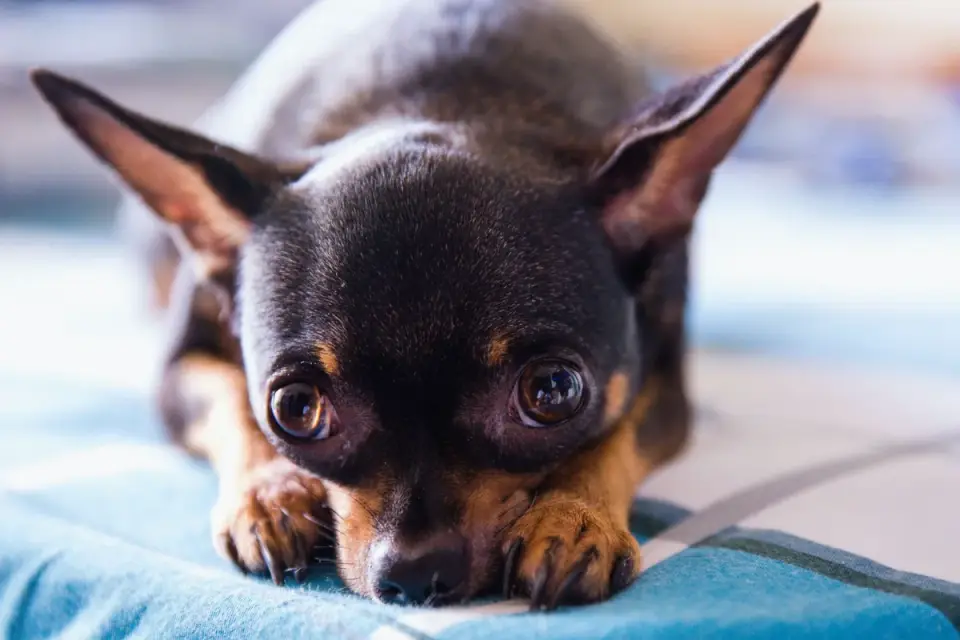 Dog resting during travel