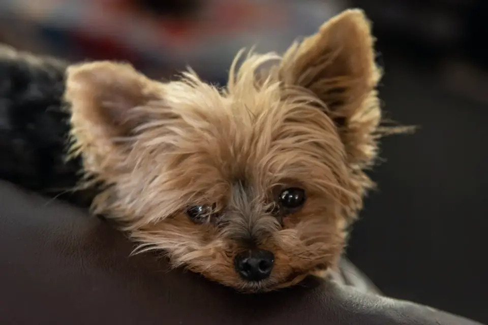 Dog resting during travel