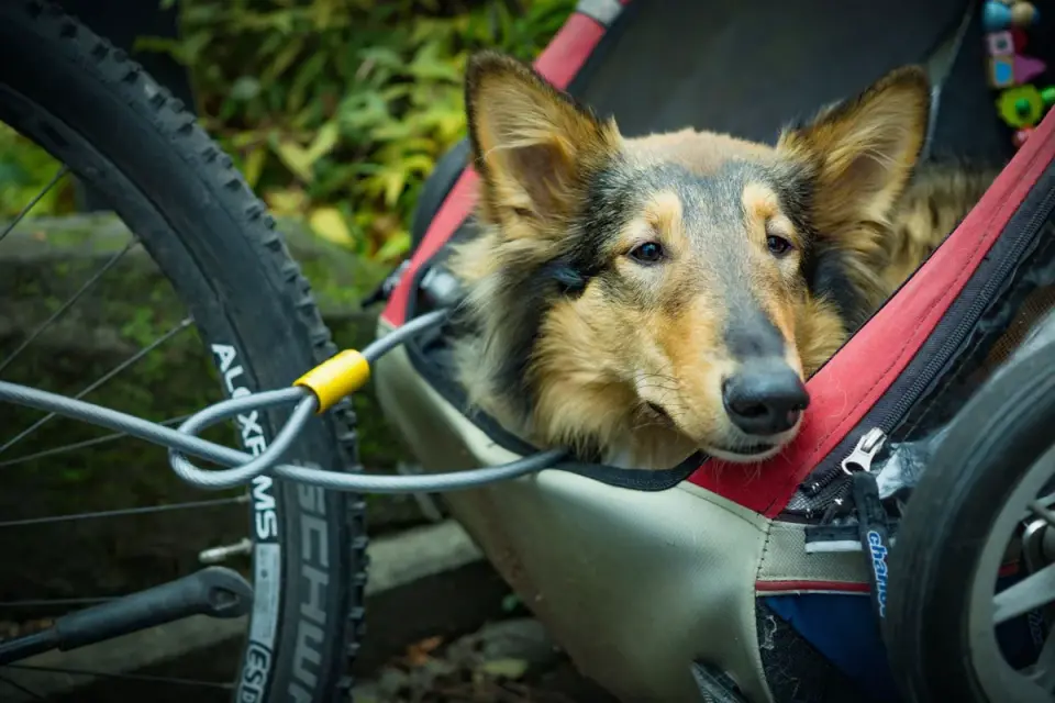 Dog resting during travel