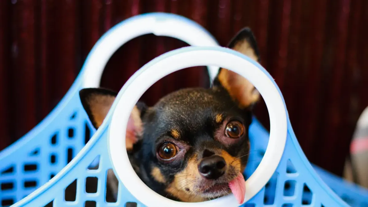 Dog resting during travel