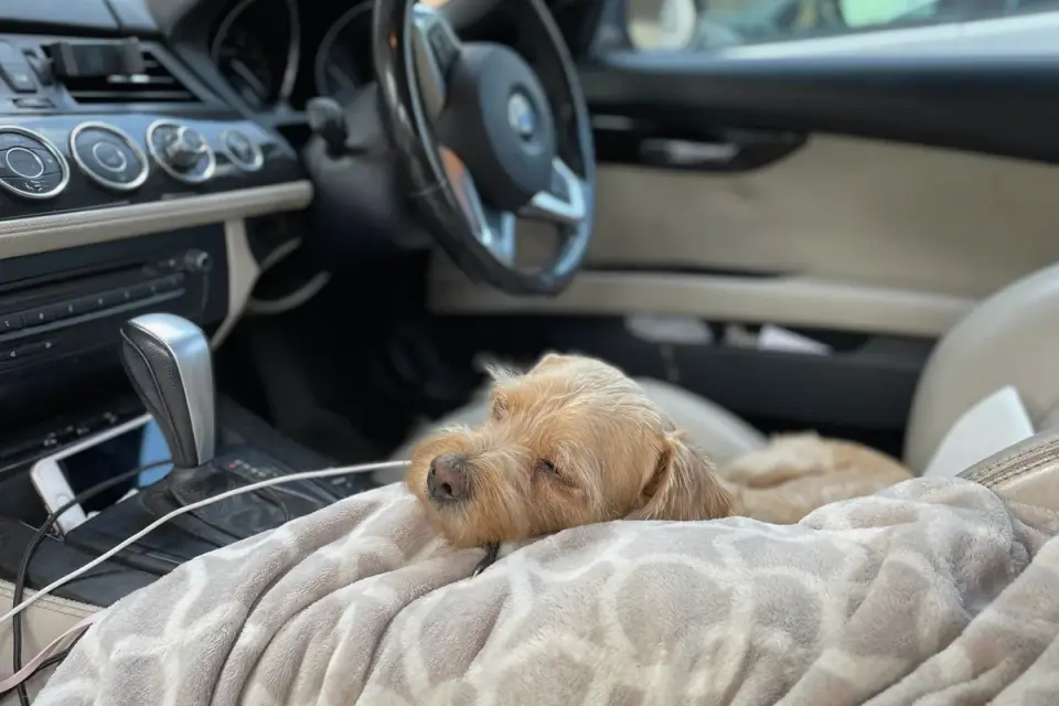 Dog resting during travel