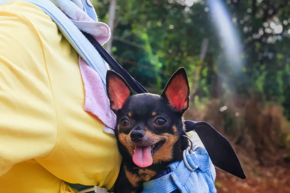 Dog resting during travel