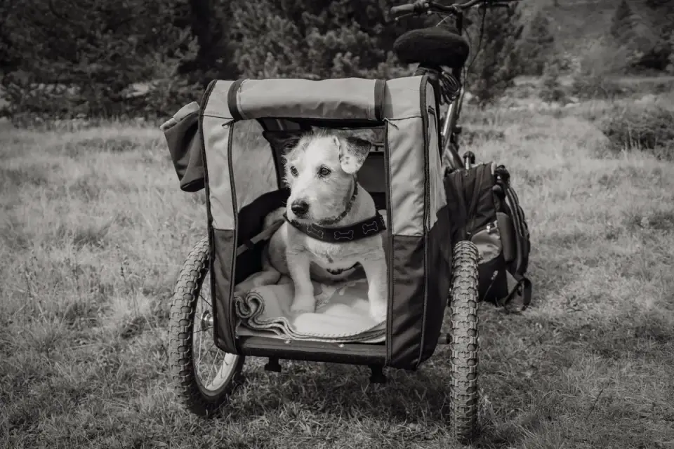 Dog resting during travel
