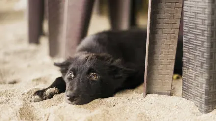 Dog resting in a van
