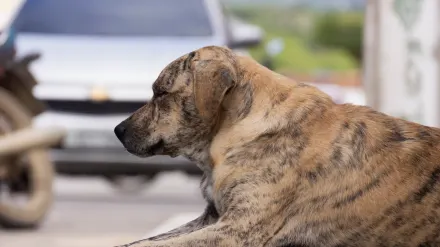 Dog resting in a van