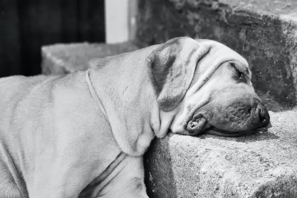 Dog resting in a van