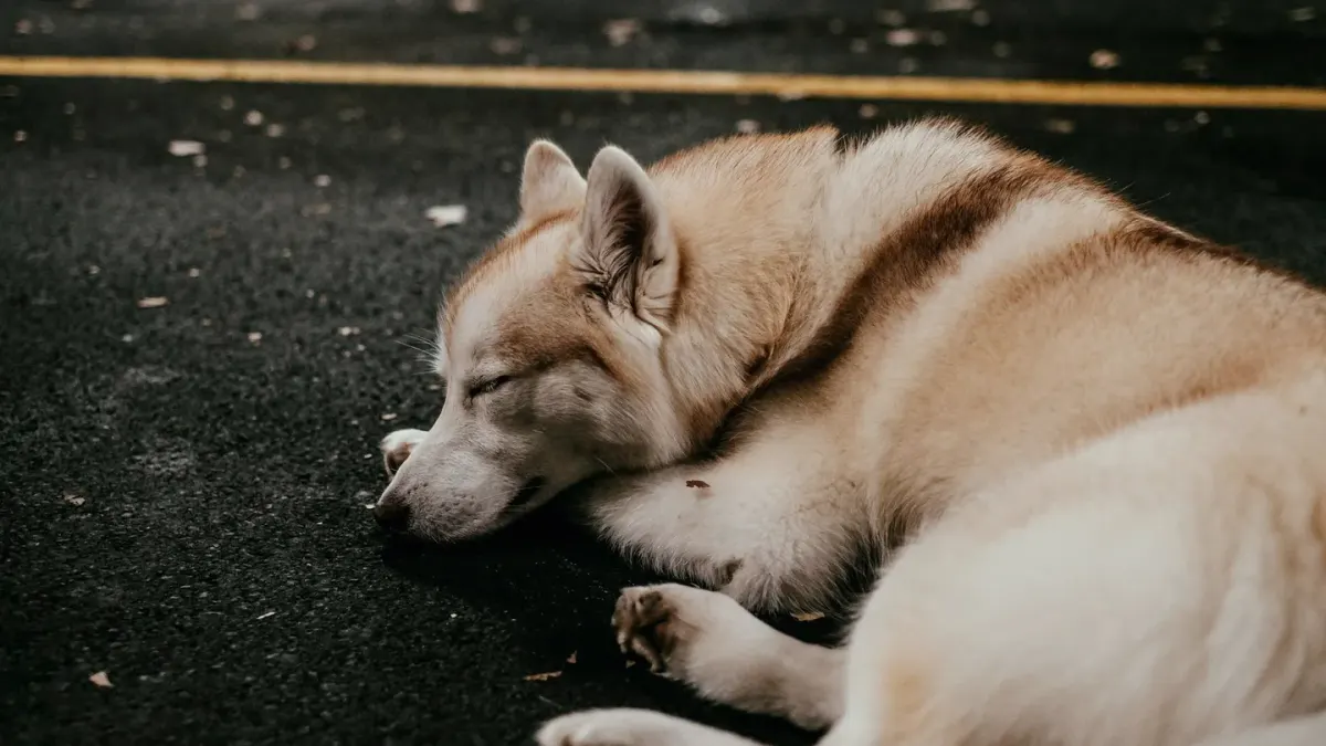 Dog resting in a van