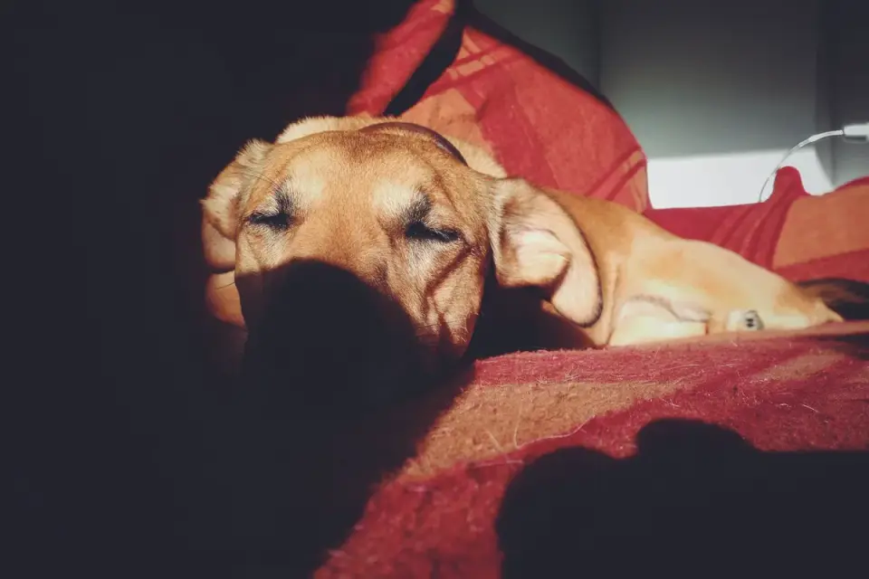 Dog resting in a van