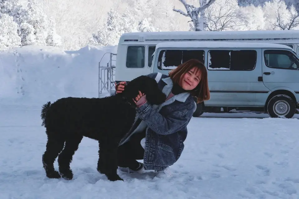 Dog resting in a van