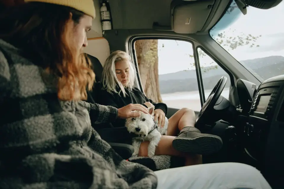 Dog resting in a van