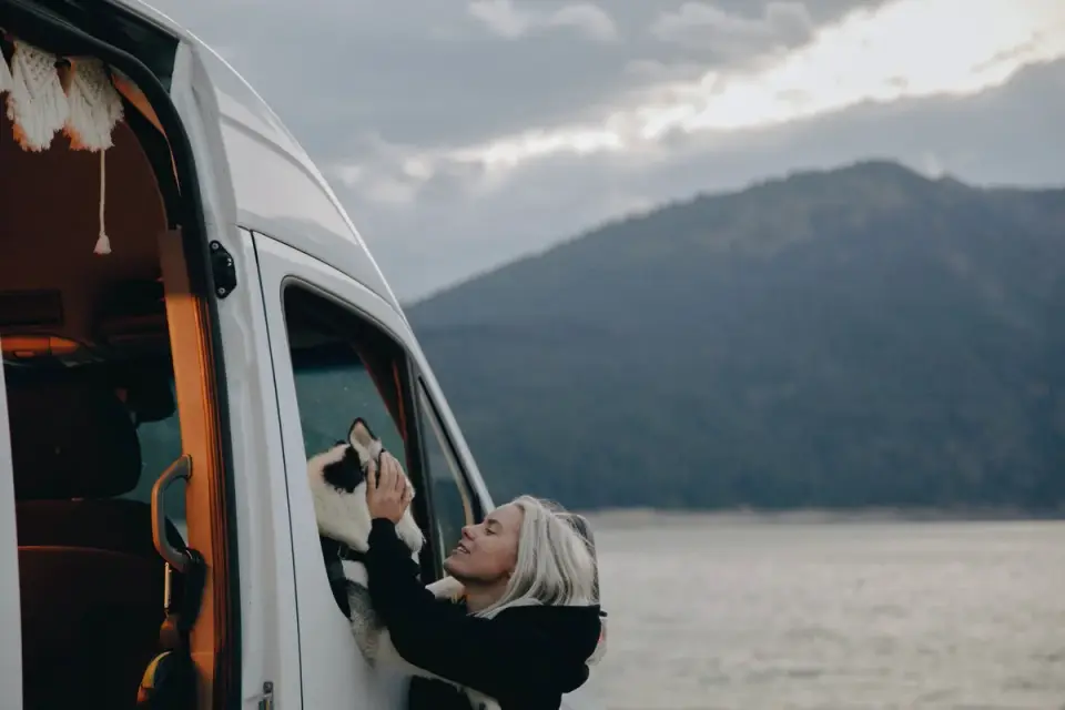 Dog resting in a van