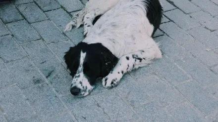 Dog resting in a van