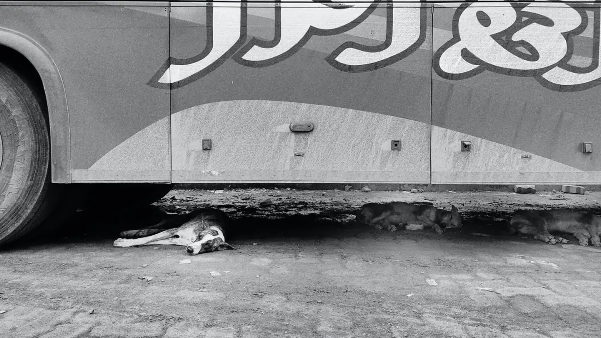 Dog resting in a van