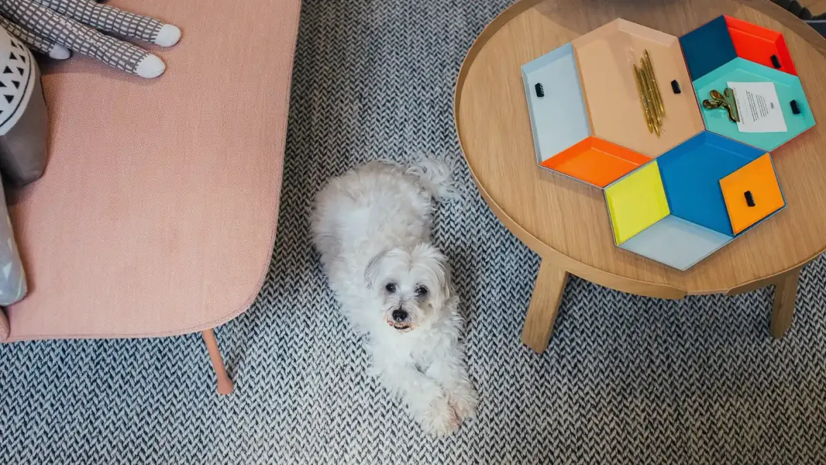 Dog resting indoors on a trip
