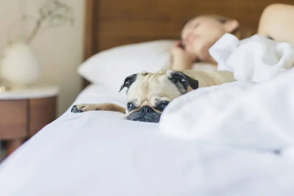Dog resting indoors on a trip