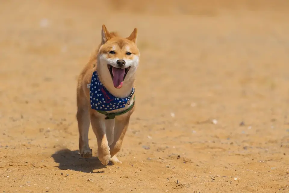 Dog running on a beach