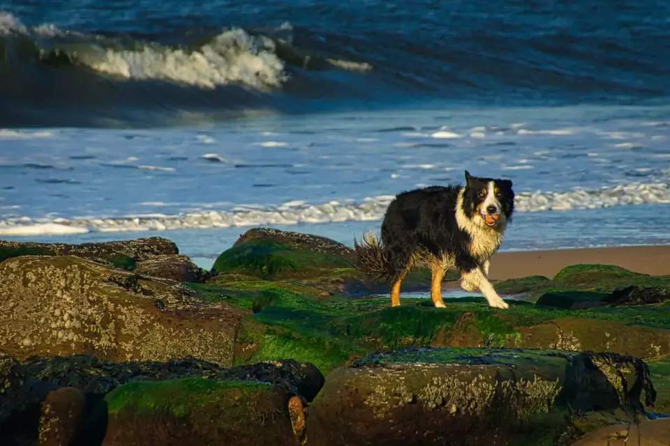 Dog running on a beach