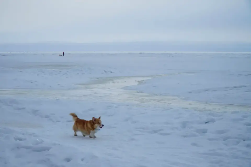 Dog running on a beach