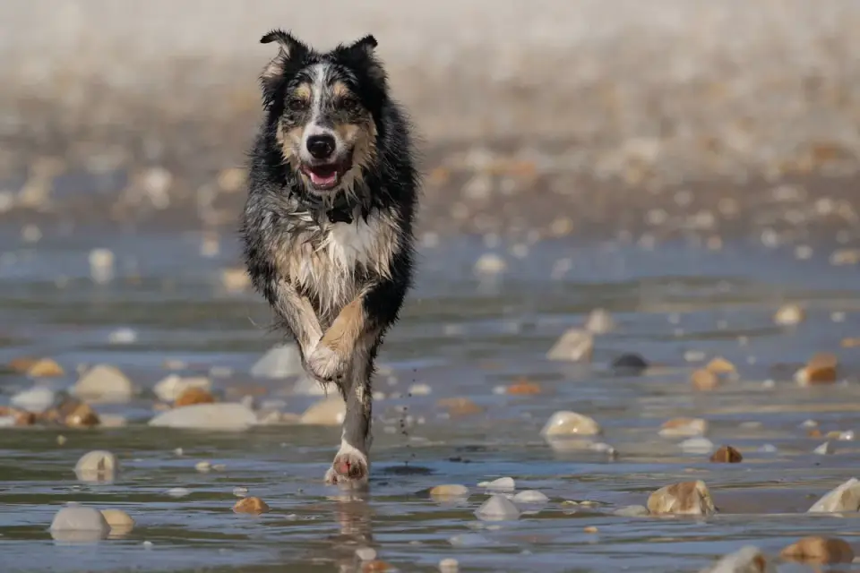 Dog running on a beach