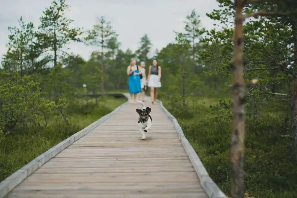Dog running on a beach