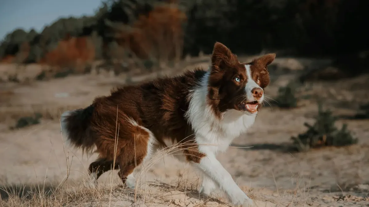 Dog running on a beach
