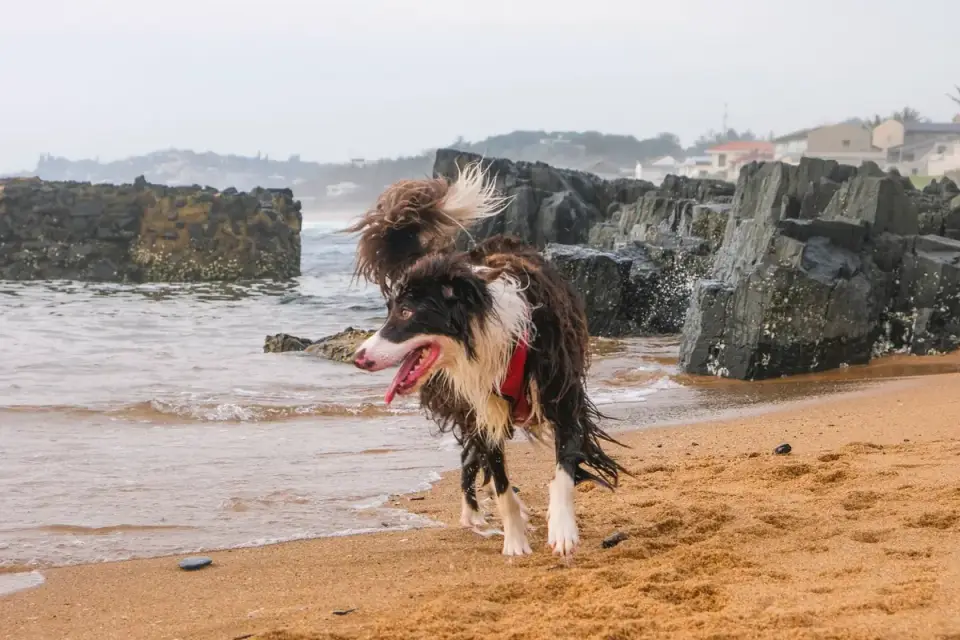Dog running on a beach