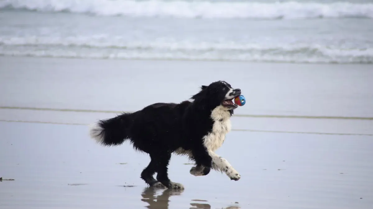 Dog running on a beach