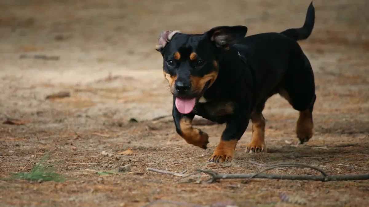 Dog running on a beach