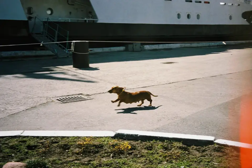 Dog running on a beach