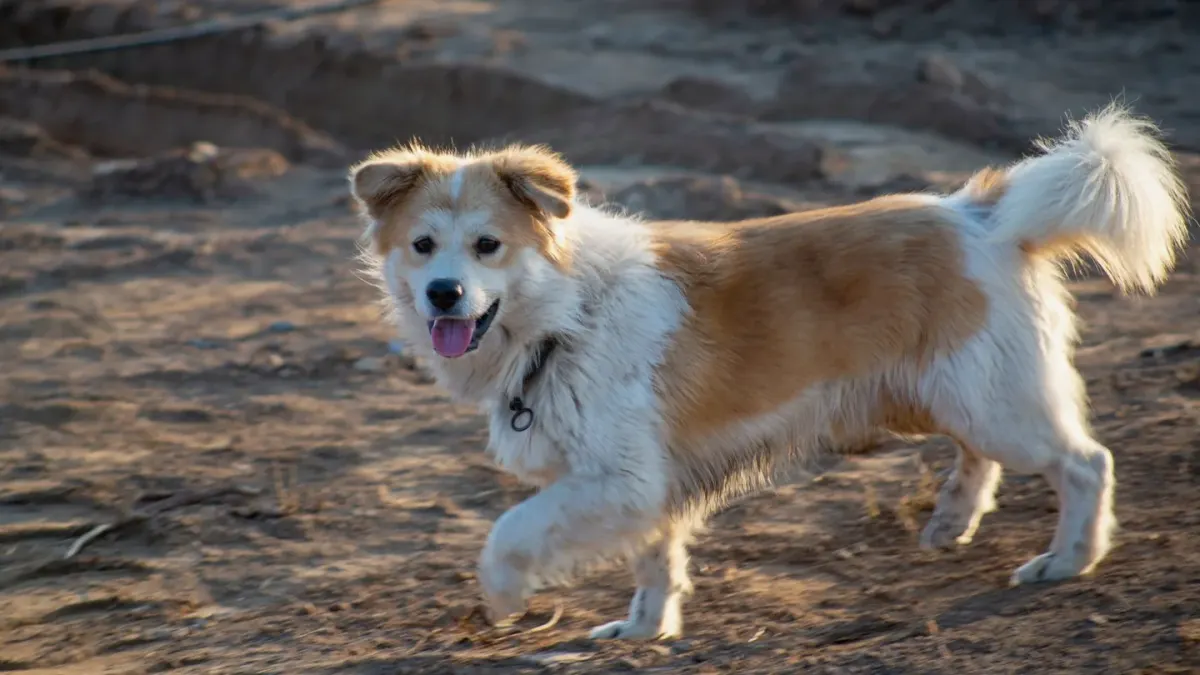 Dog running on a beach