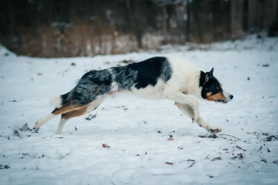 Dog running on a beach