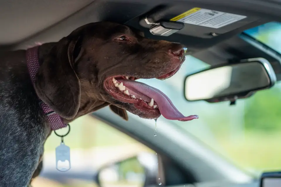 Dog secured in the back seat of a car wearing a crash-tested safety harness