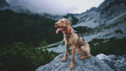 Dog traveling with an owner