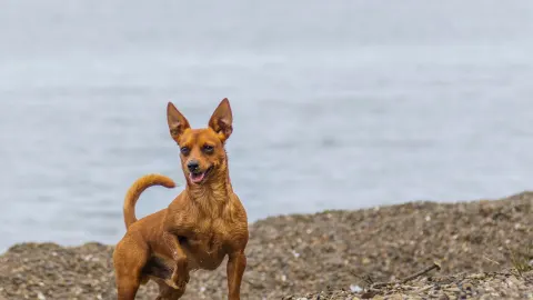 Dog walking coastal path