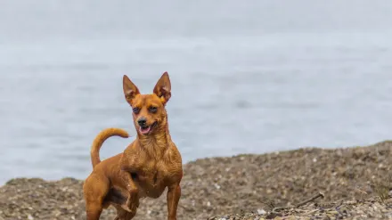 Dog walking coastal path