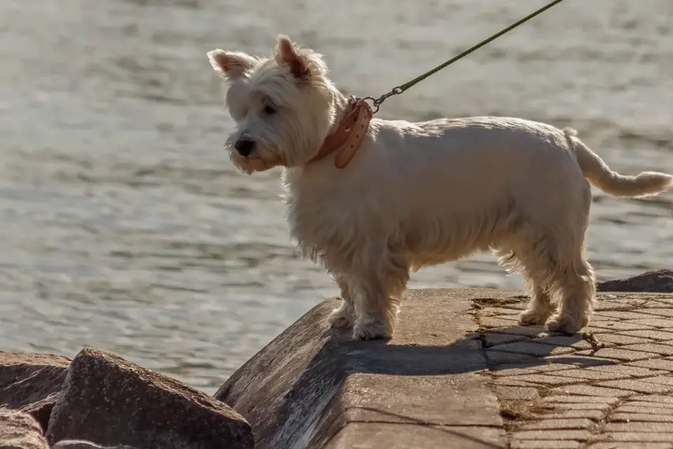 Dog walking coastal path
