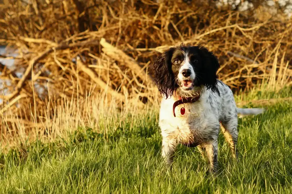 Dog walking coastal path