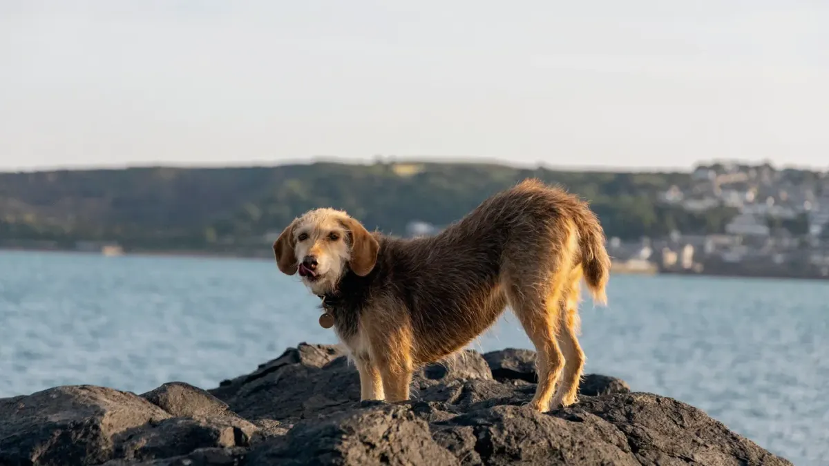 Dog walking coastal path