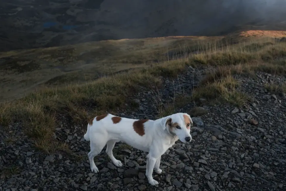 Dog walking coastal path