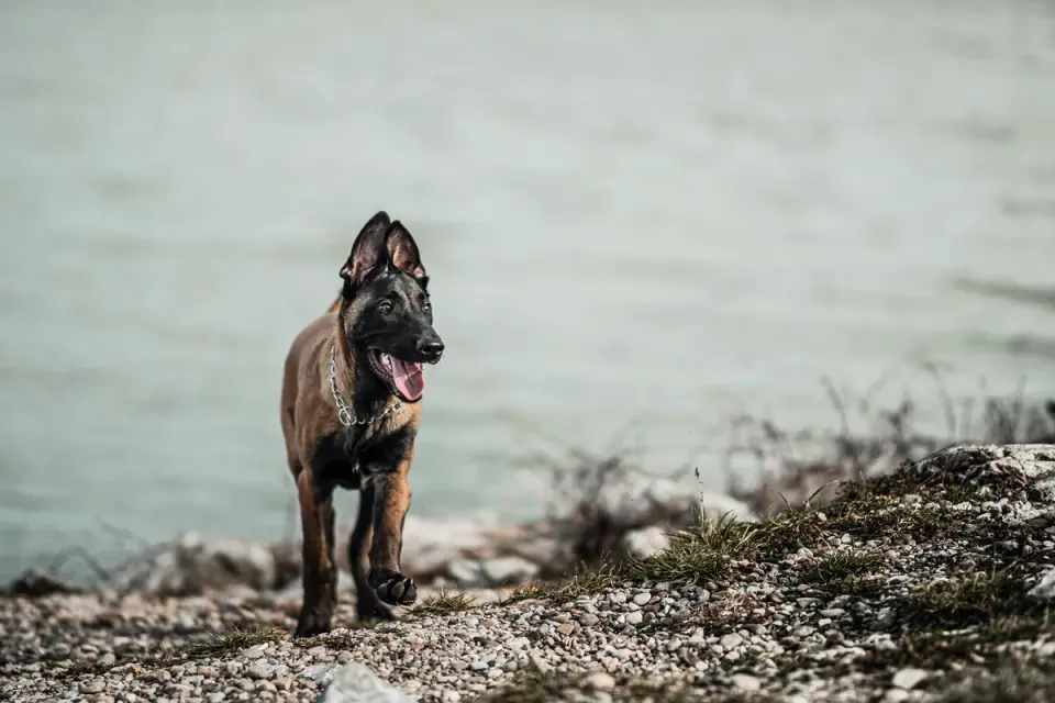 Dog walking coastal path