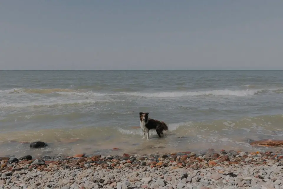 Dog walking coastal path