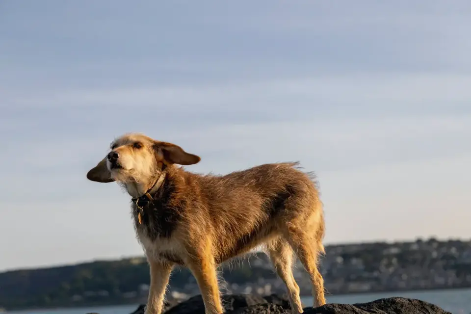 Dog walking coastal path