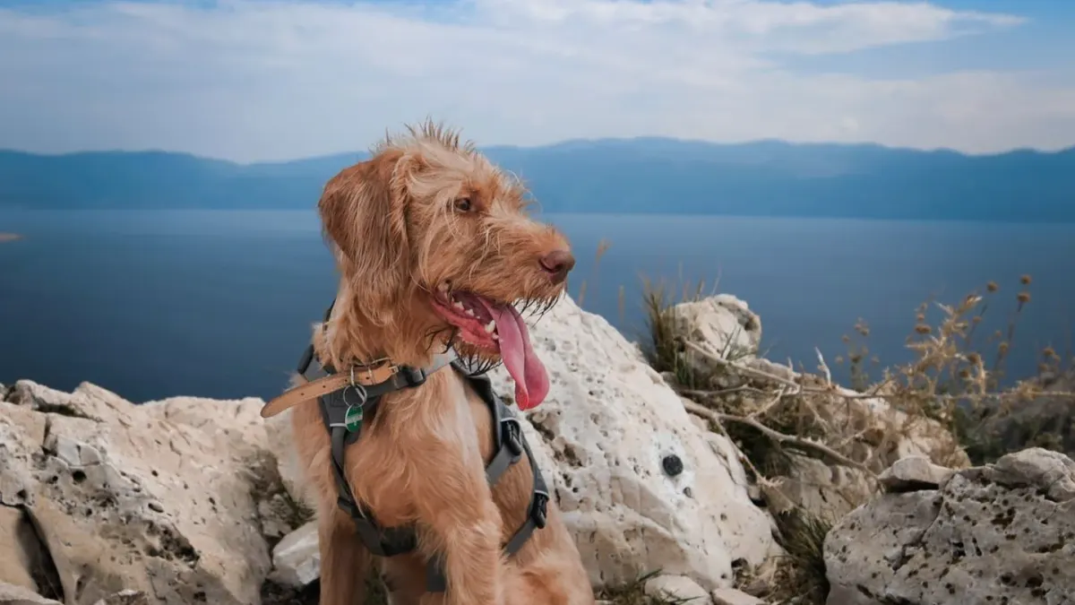 Dog walking coastal path