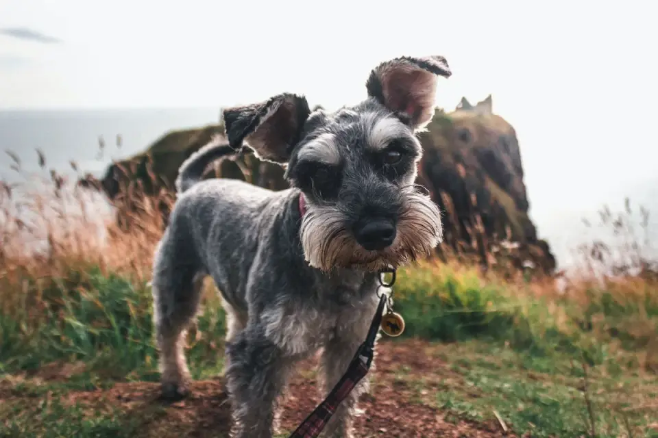 Dog walking coastal path
