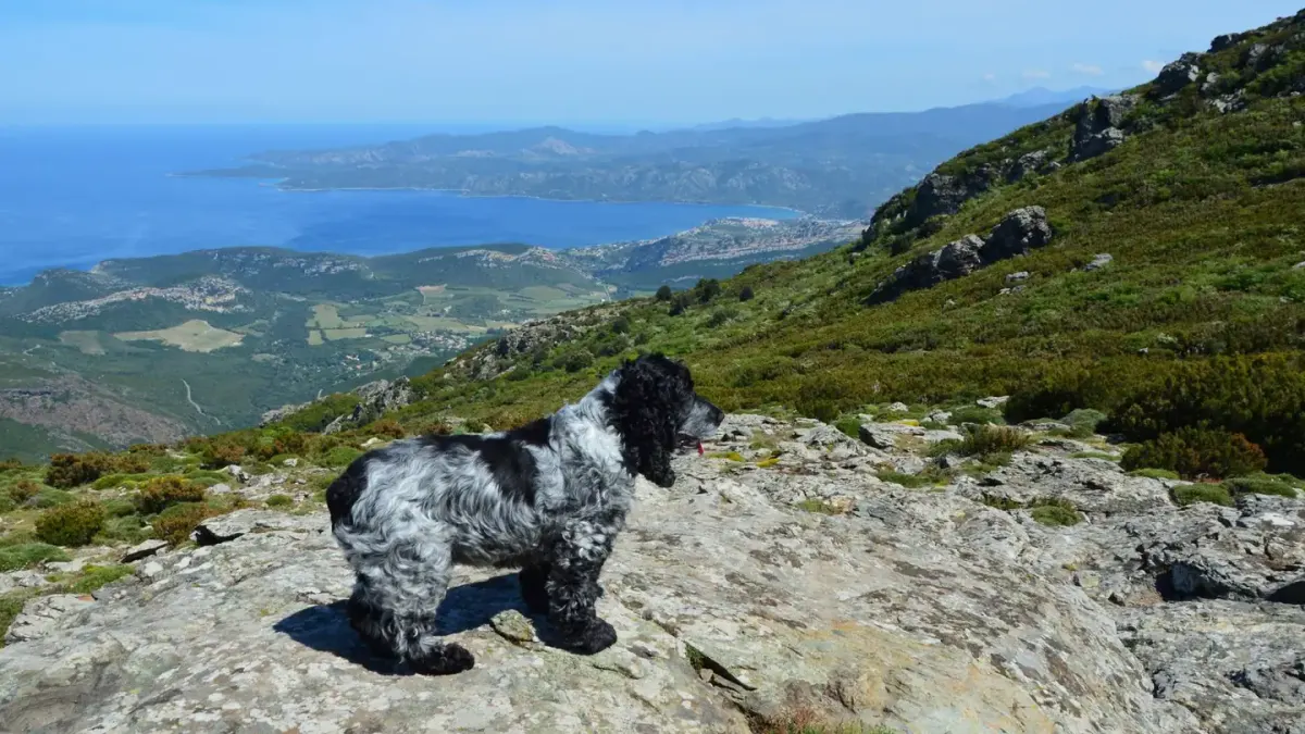 Dog walking coastal path