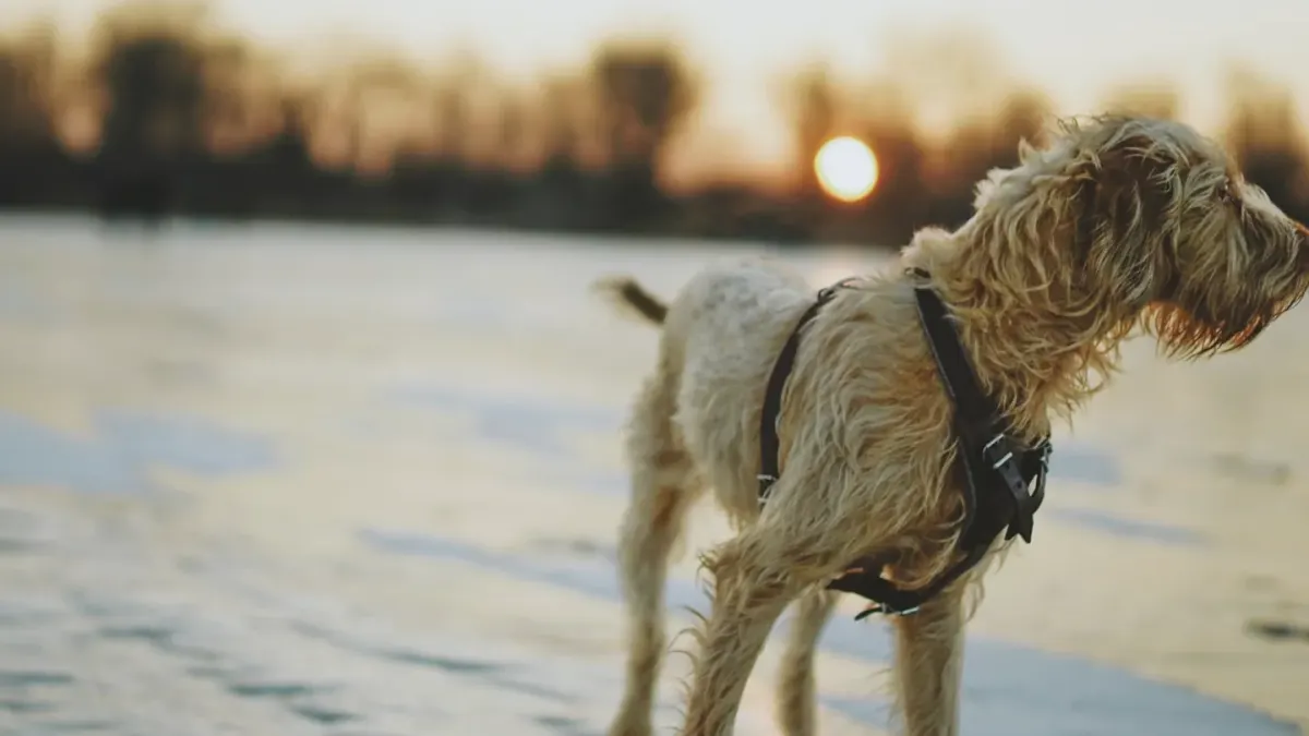 Dog walking on a beach