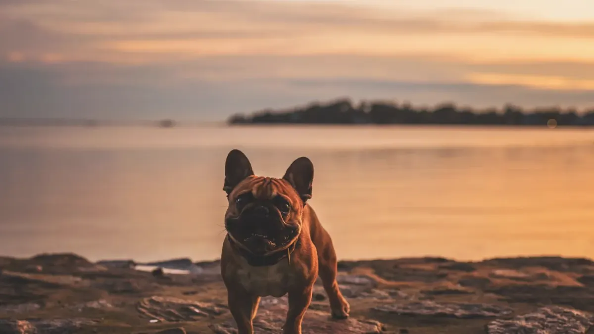 Dog walking on a beach