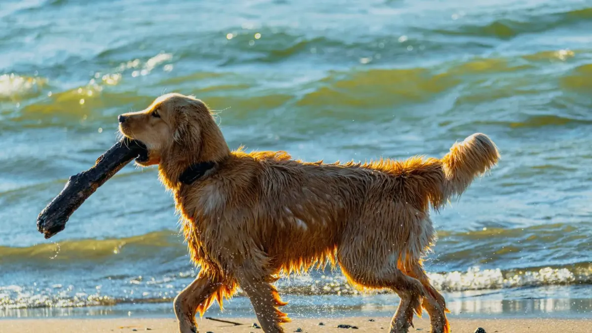 Dog walking on a beach