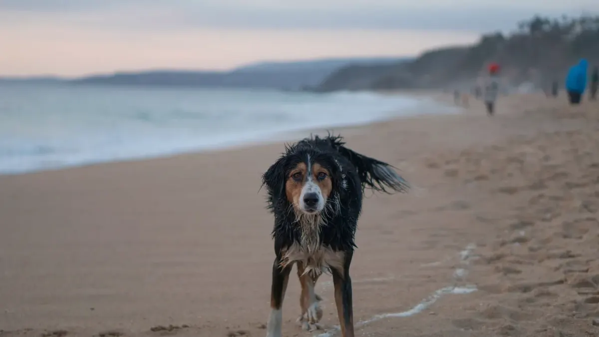 Dog walking on a beach